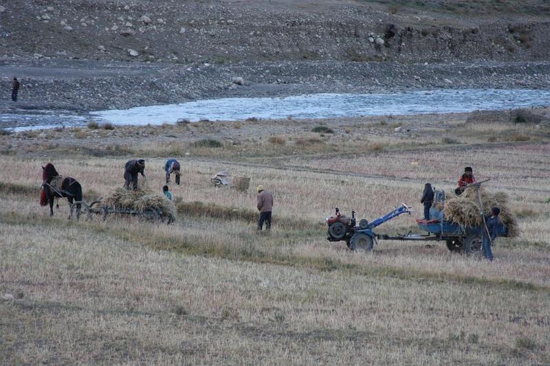 185 Harvesting at Shekar.jpg